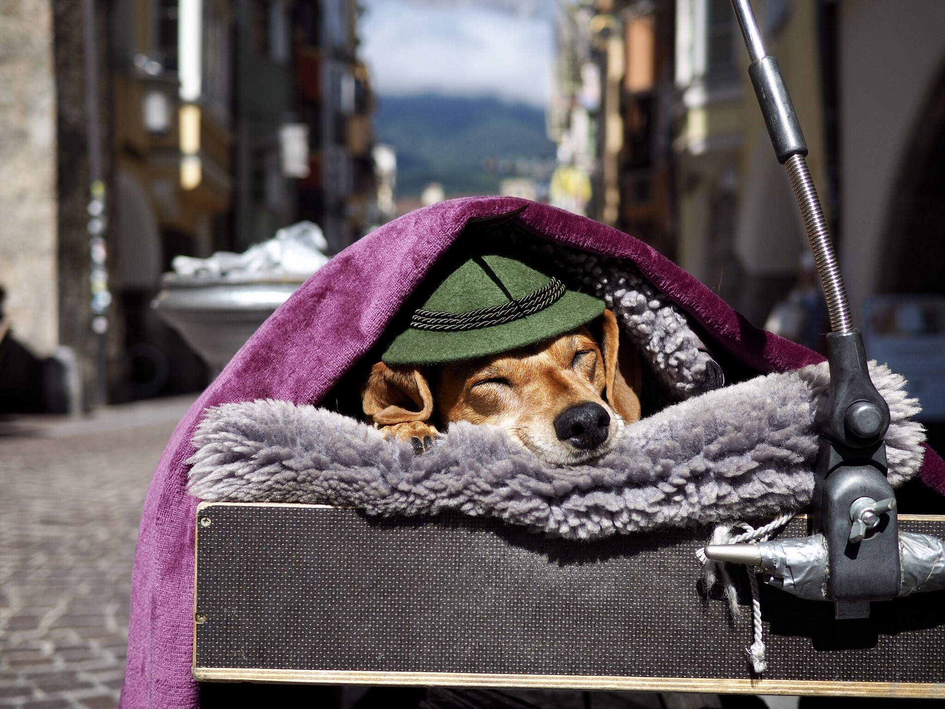 Hund mit Hut in Innsbrucker Altstadt
